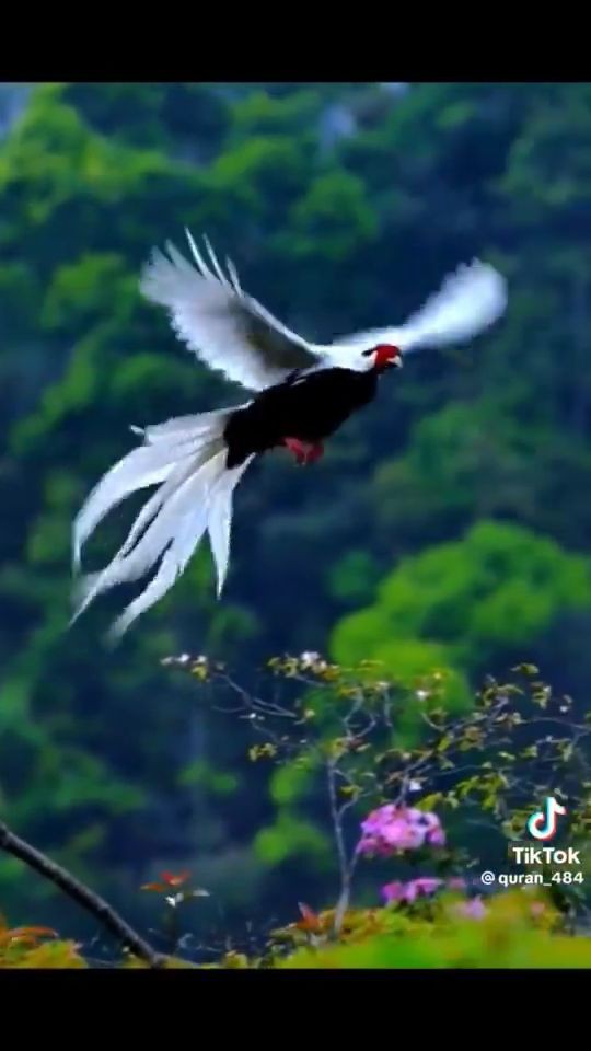 براستی عظمت خلقت خداوند تبارک و تعالی را چگونه باید شکر کرد خلقت این پرندگان را ببینید - امین یاوران